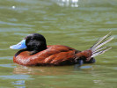 Argentinian Ruddy Duck (WWT Slimbridge May 2012) - pic by Nigel Key